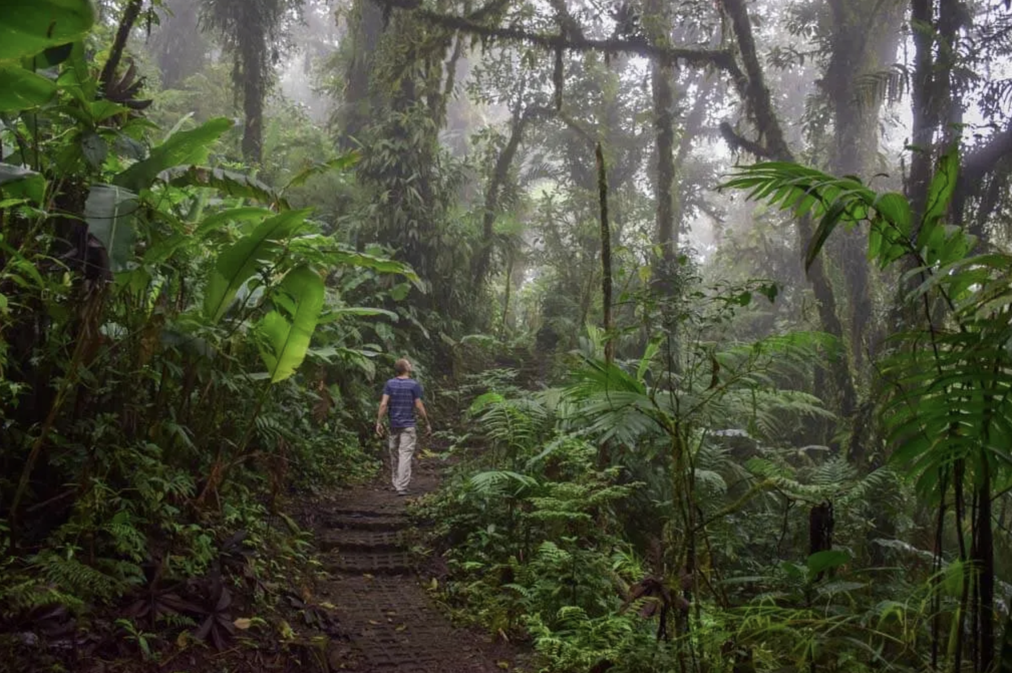 Cloud Forest Wildlife